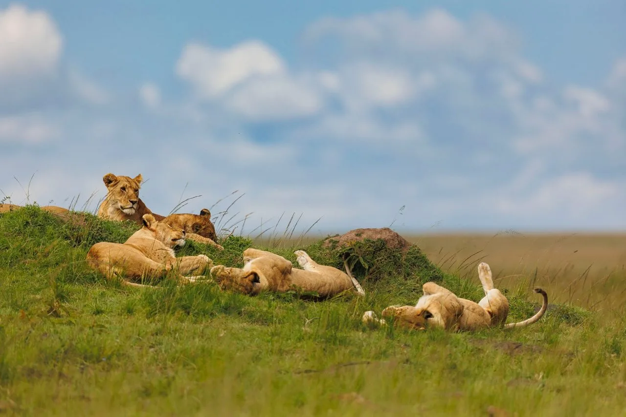 Angama Amboseli