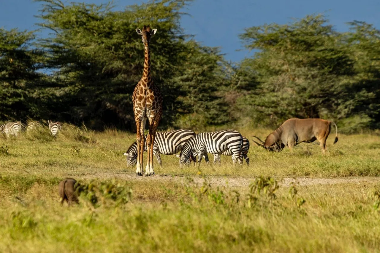 in detail, Mount Kenya