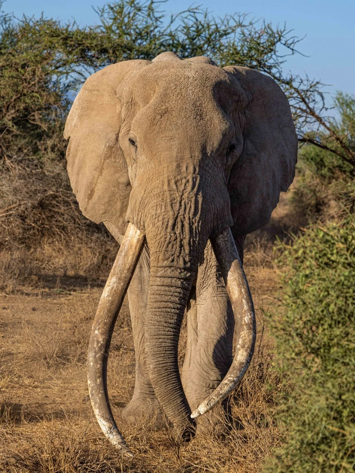overview, Amboseli & Chyulu Hills