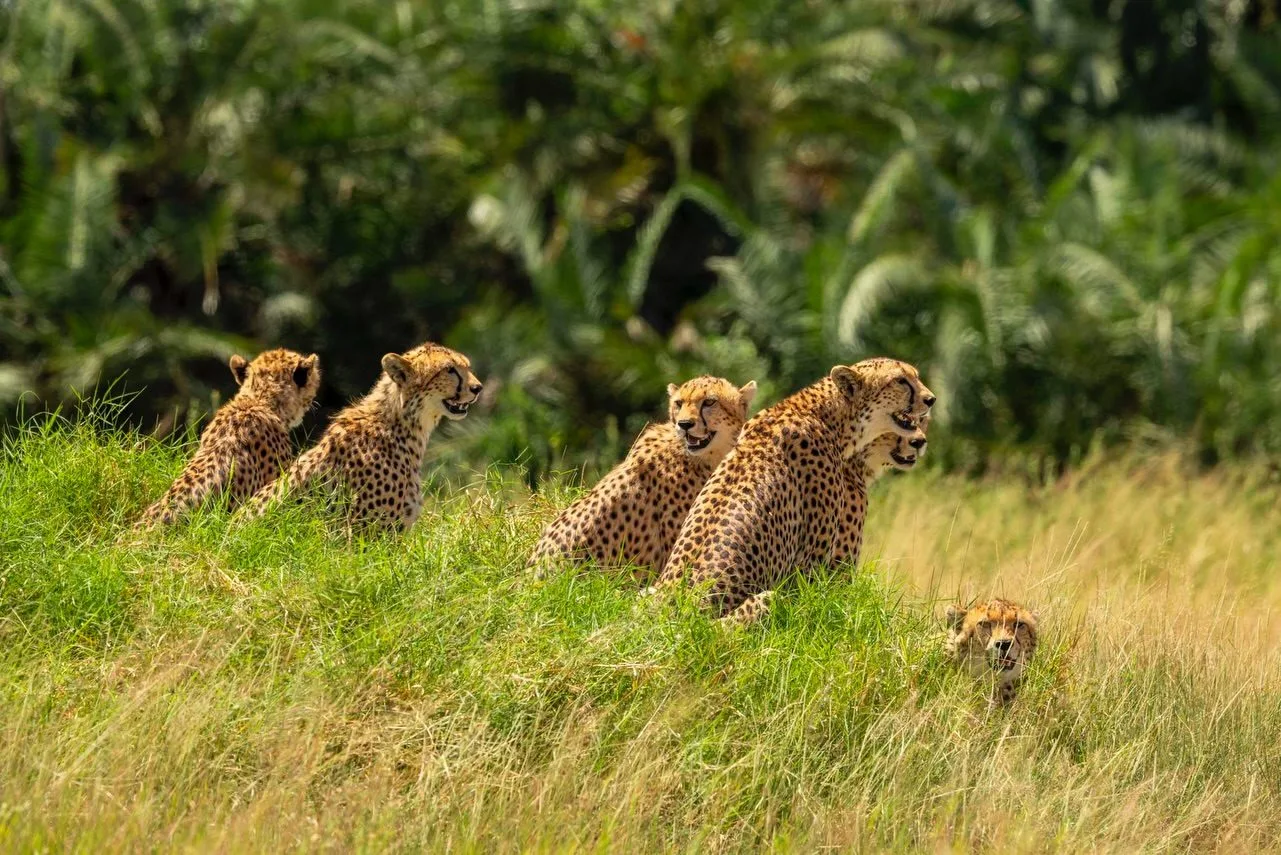 wildlife, Amboseli & Chyulu Hills