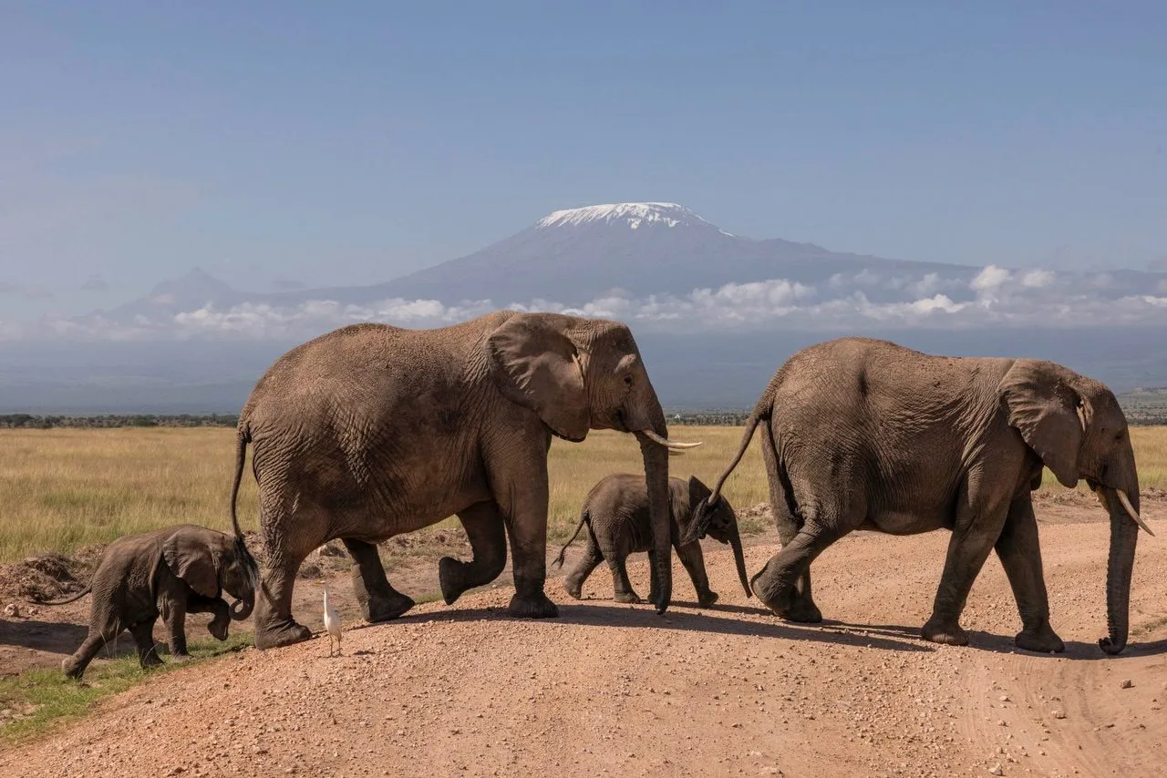 wildlife, Amboseli & Chyulu Hills