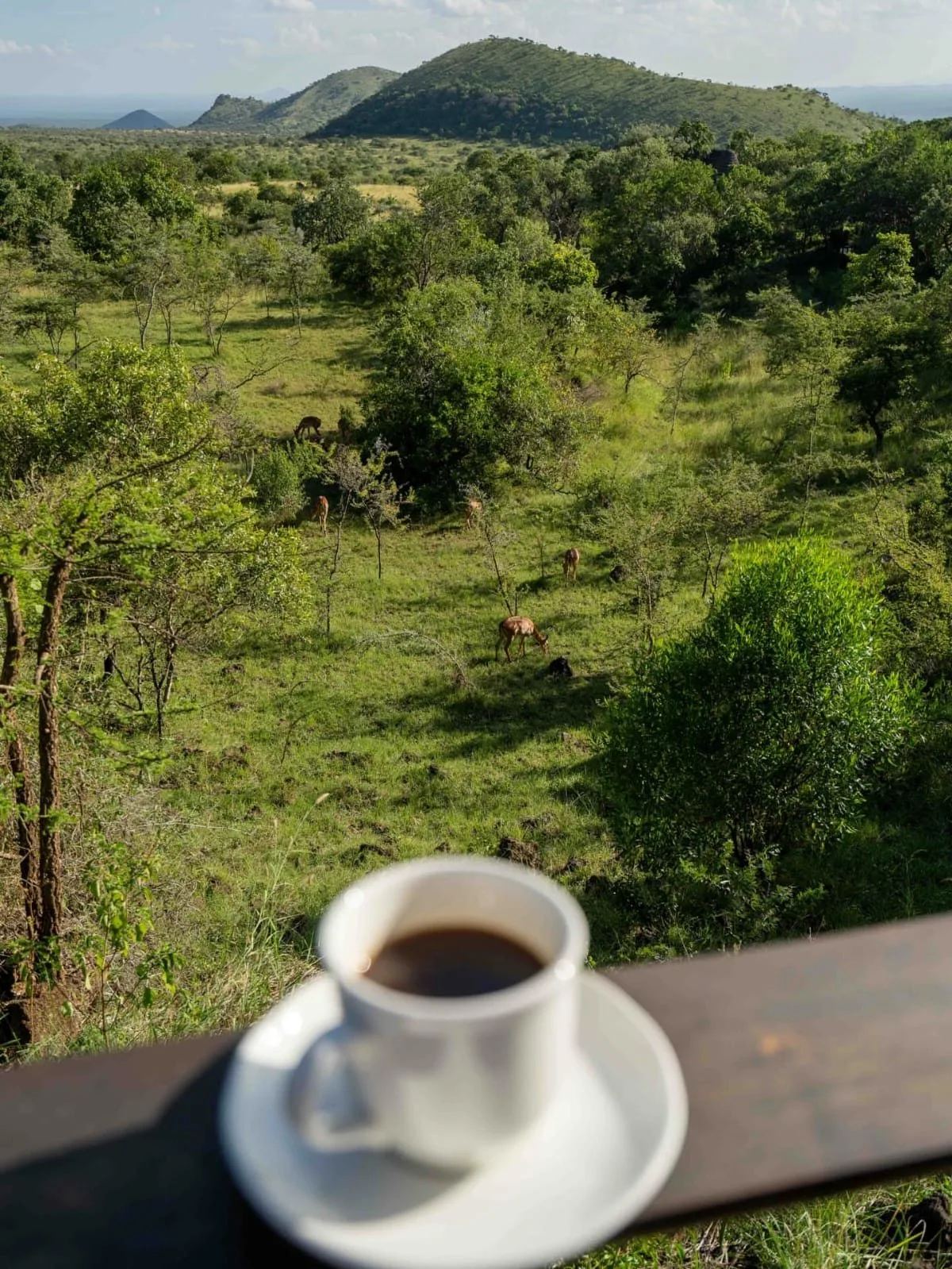 wildlife, Amboseli & Chyulu Hills