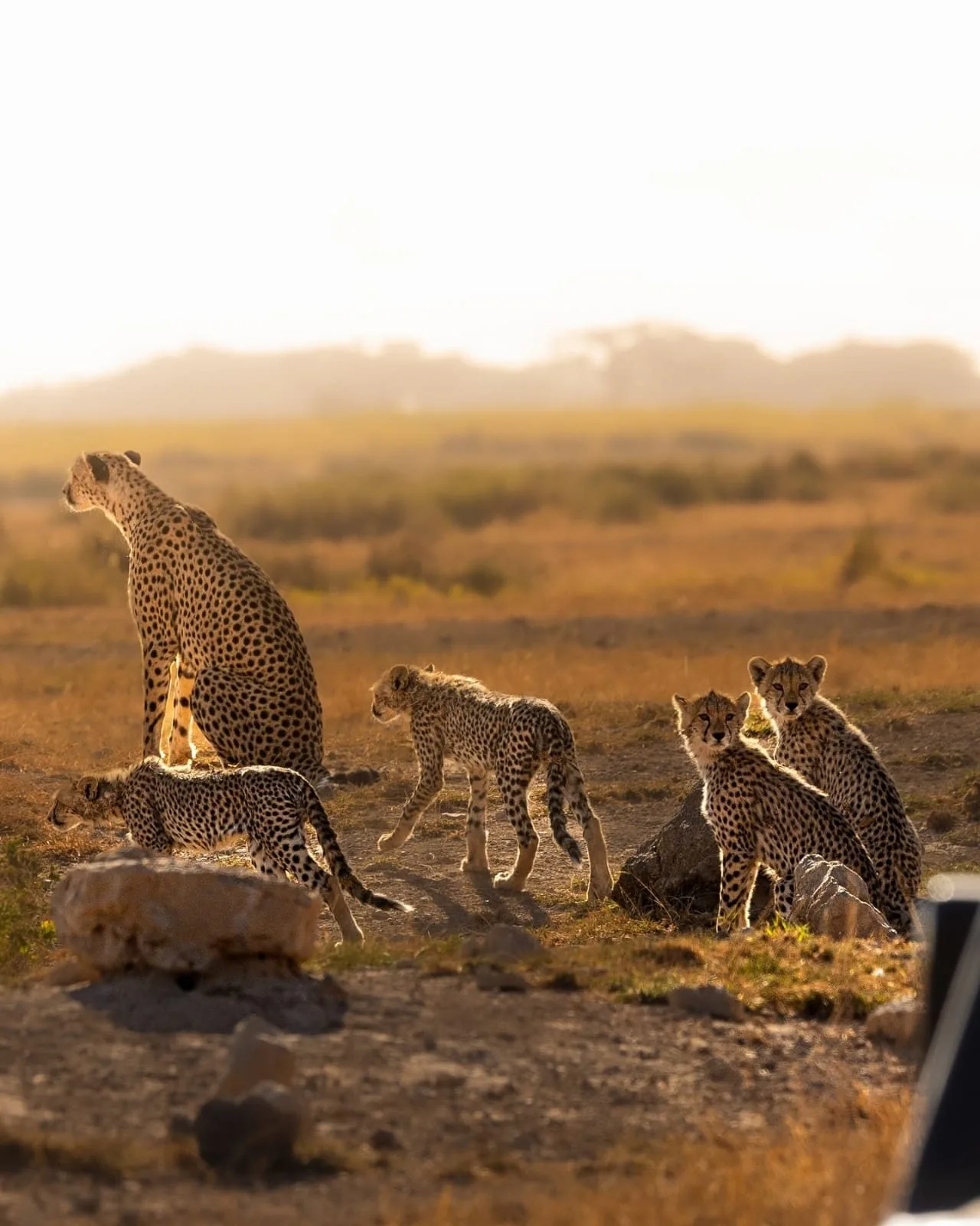 Amboseli & Chyulu