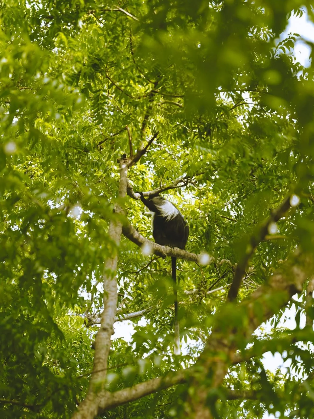 Kinondo Kwetu 1