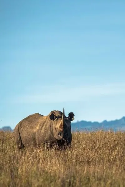 Borana Lodge