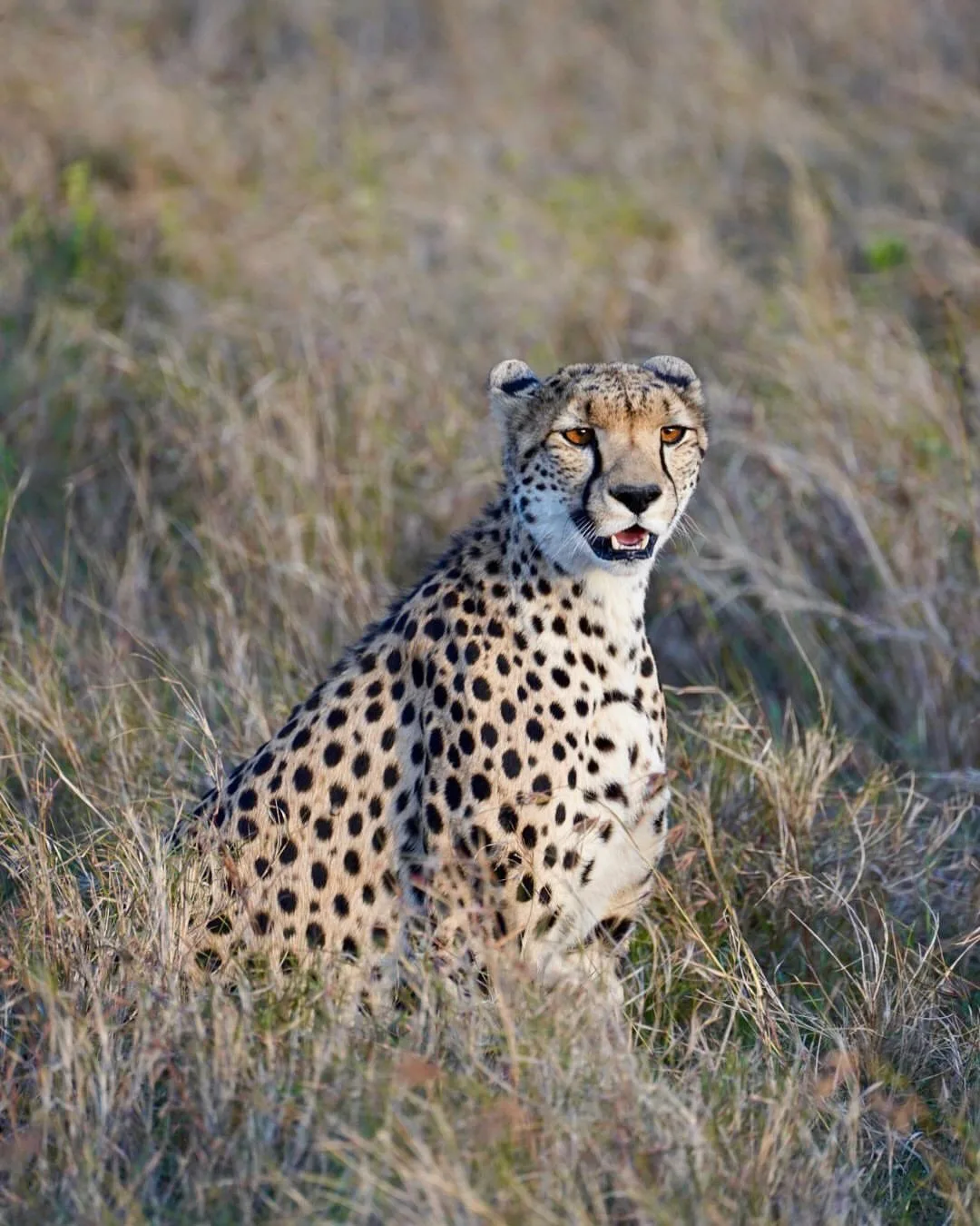 overview, The Laikipia Plateau