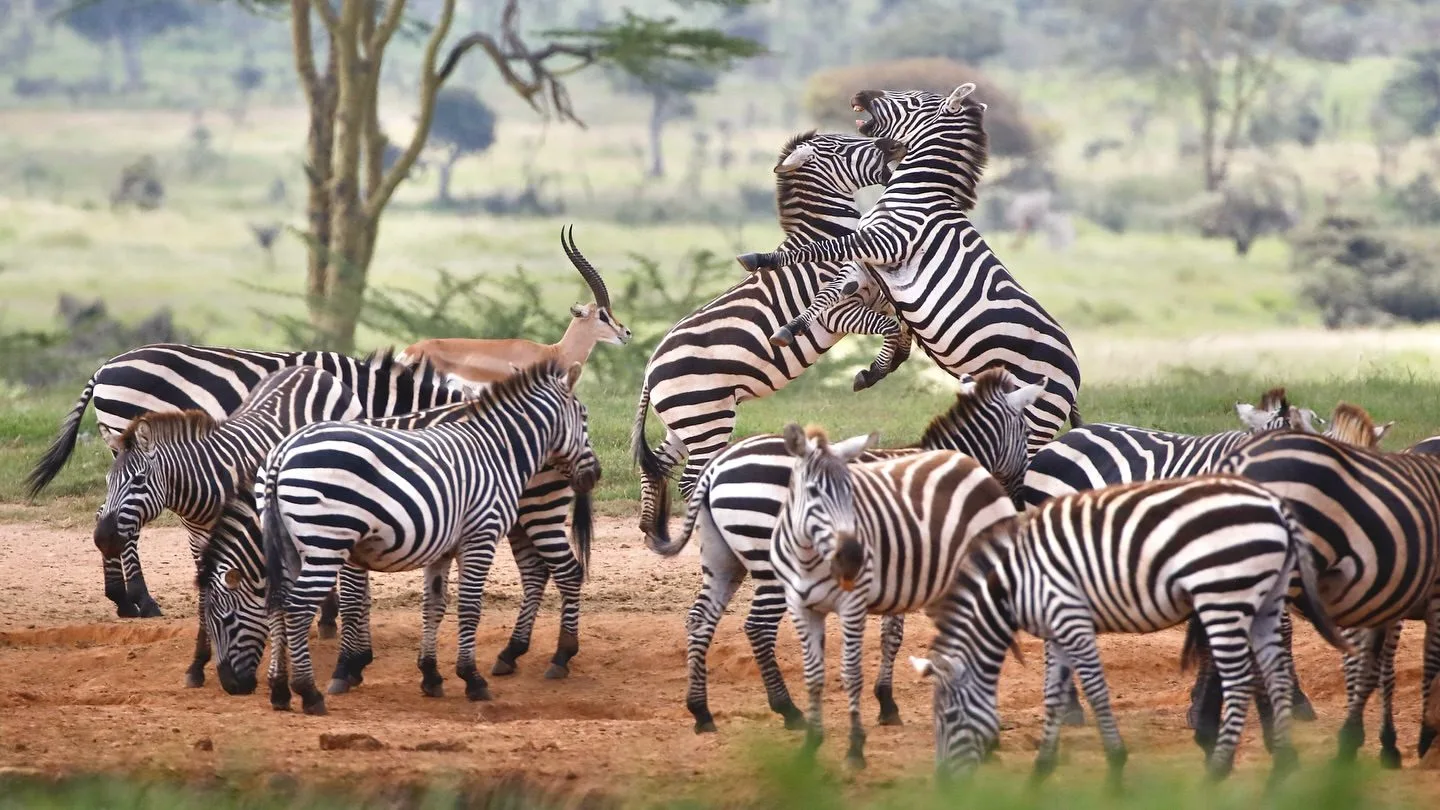 The Laikipia Plateau image 09