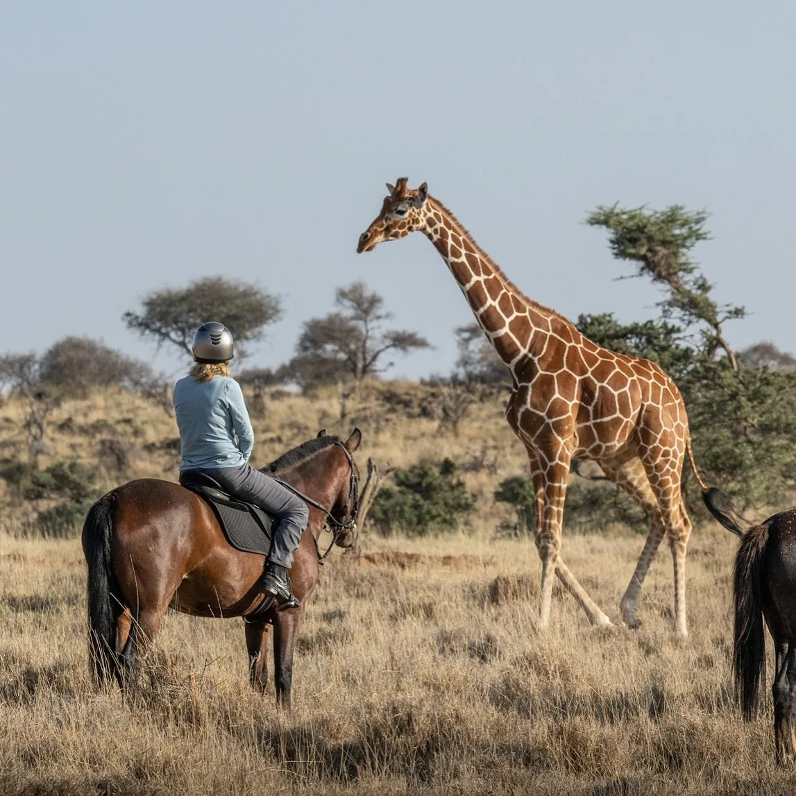 overview, The Laikipia Plateau