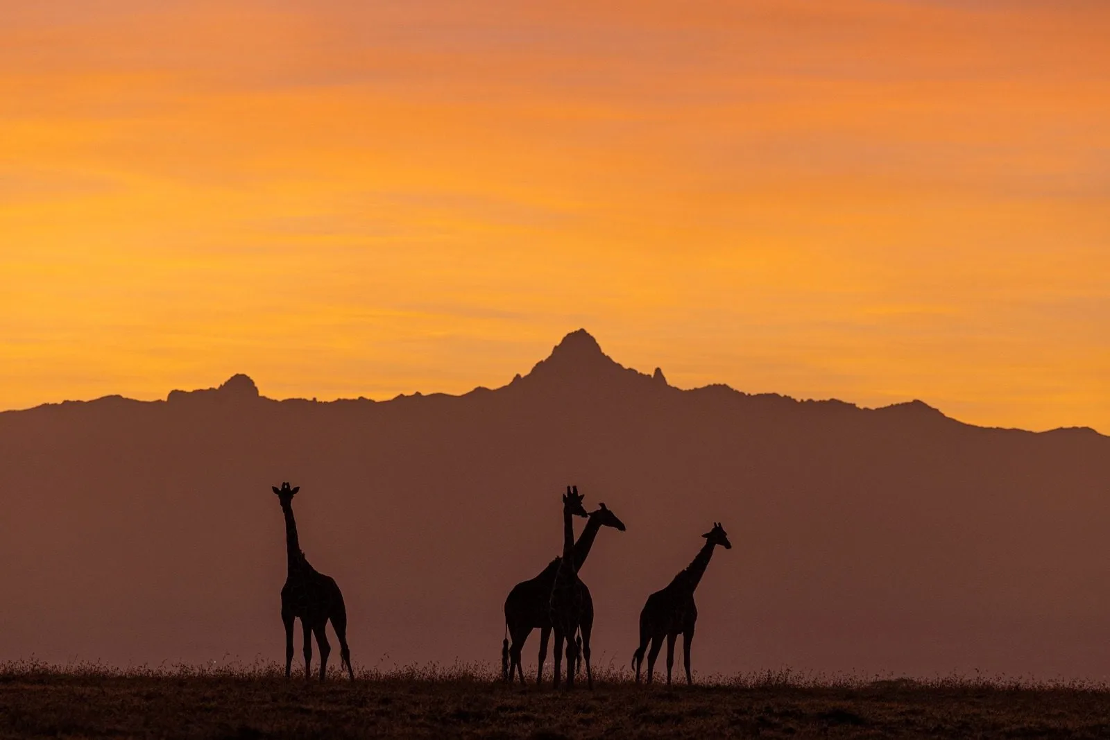 Kicheche Laikipia 1