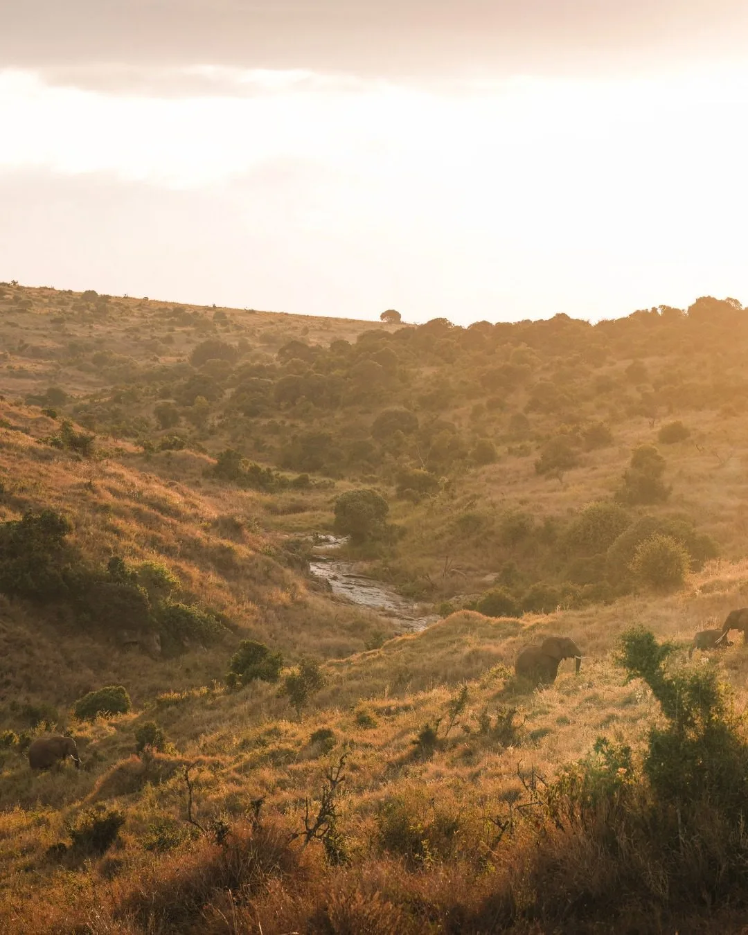 overview, The Laikipia Plateau