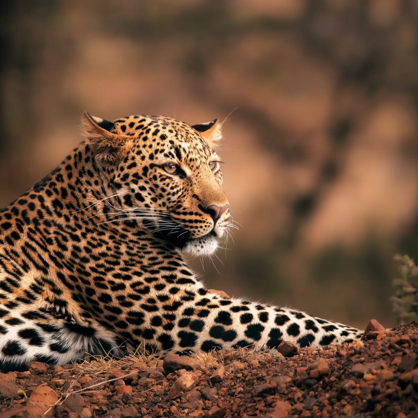 overview, The Laikipia Plateau