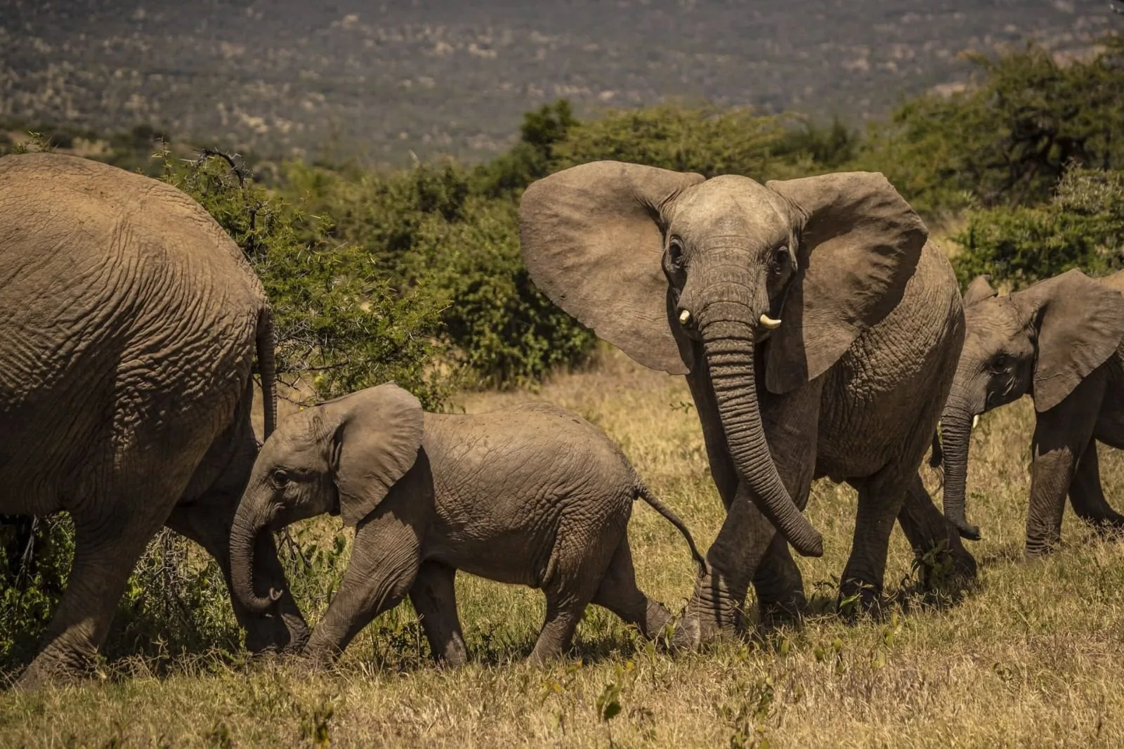 when to go, Mount Kenya