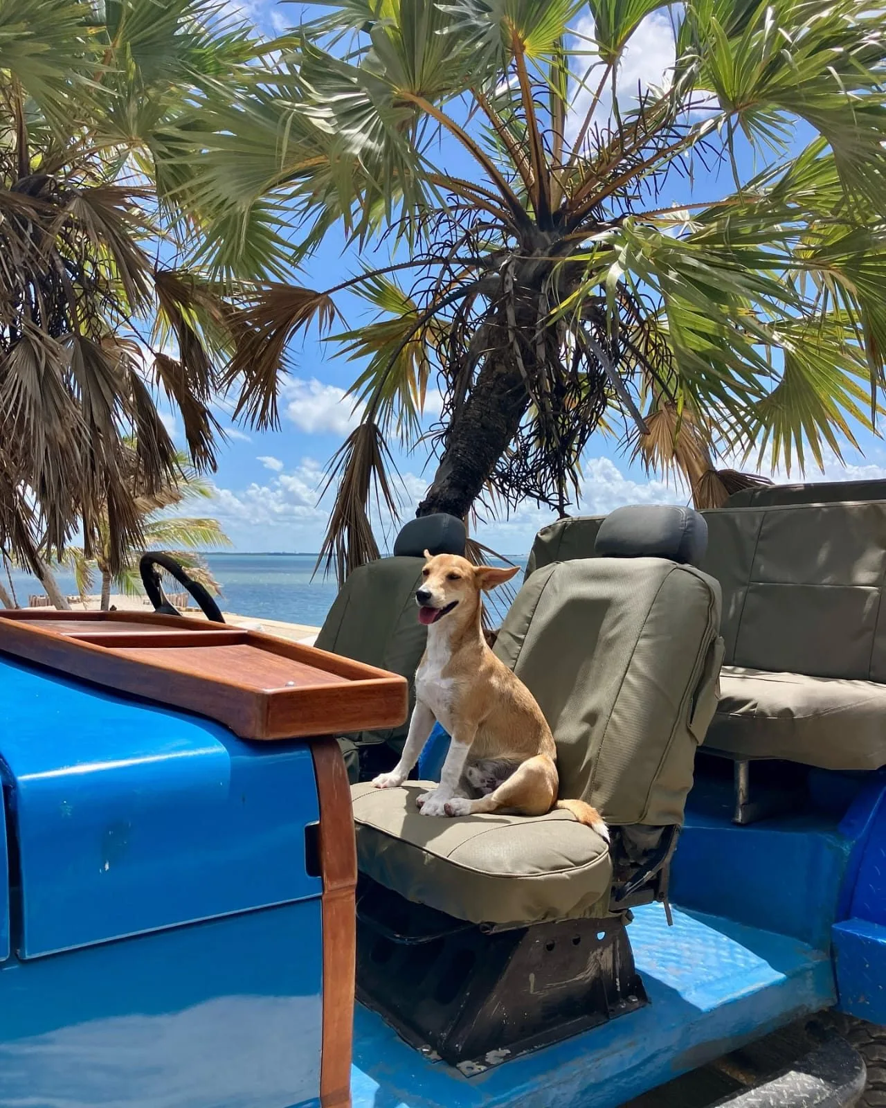 wildlife, Lamu Island