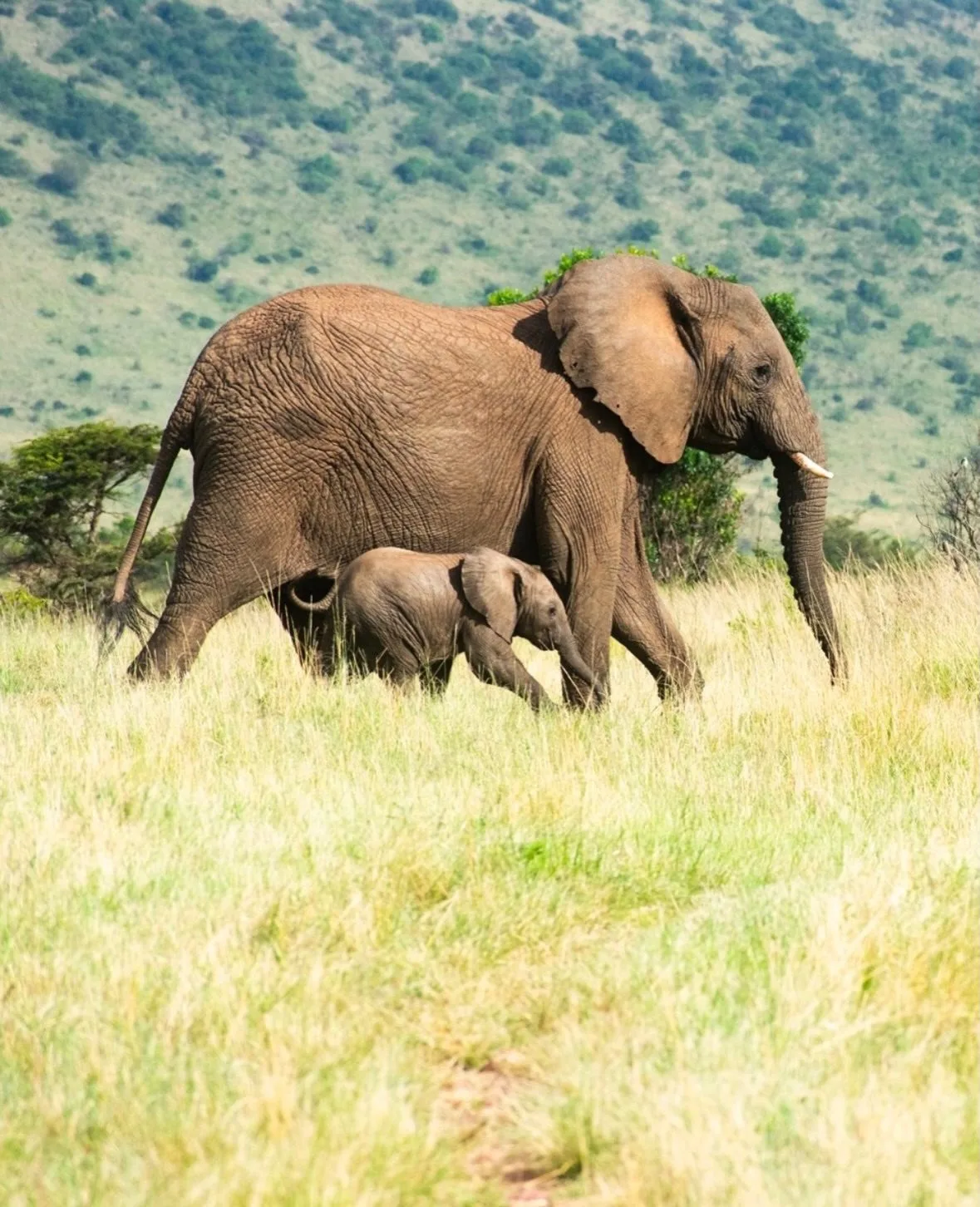 The Golden Hour Safari in Kenya