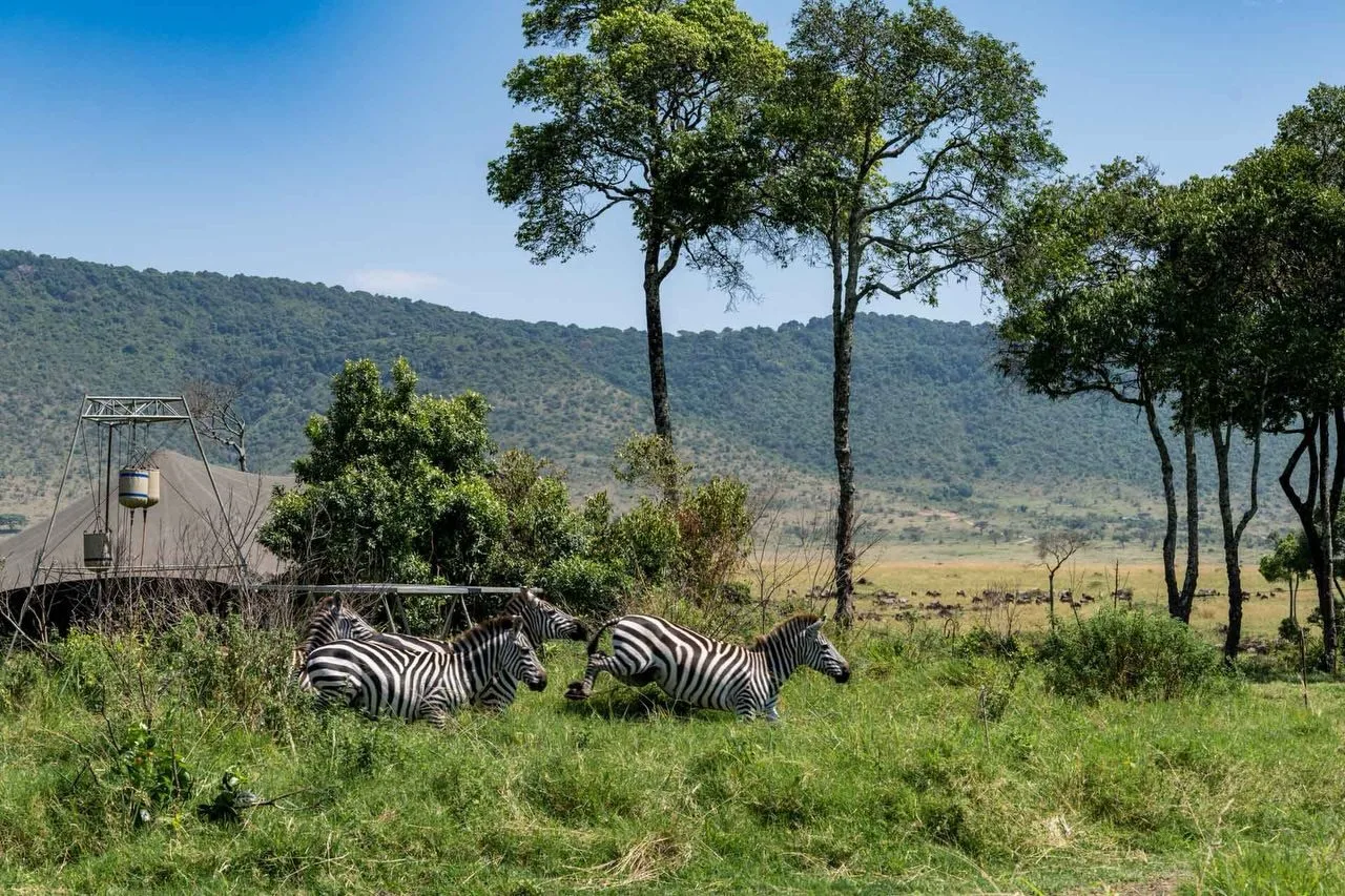 overview, The Masai Mara