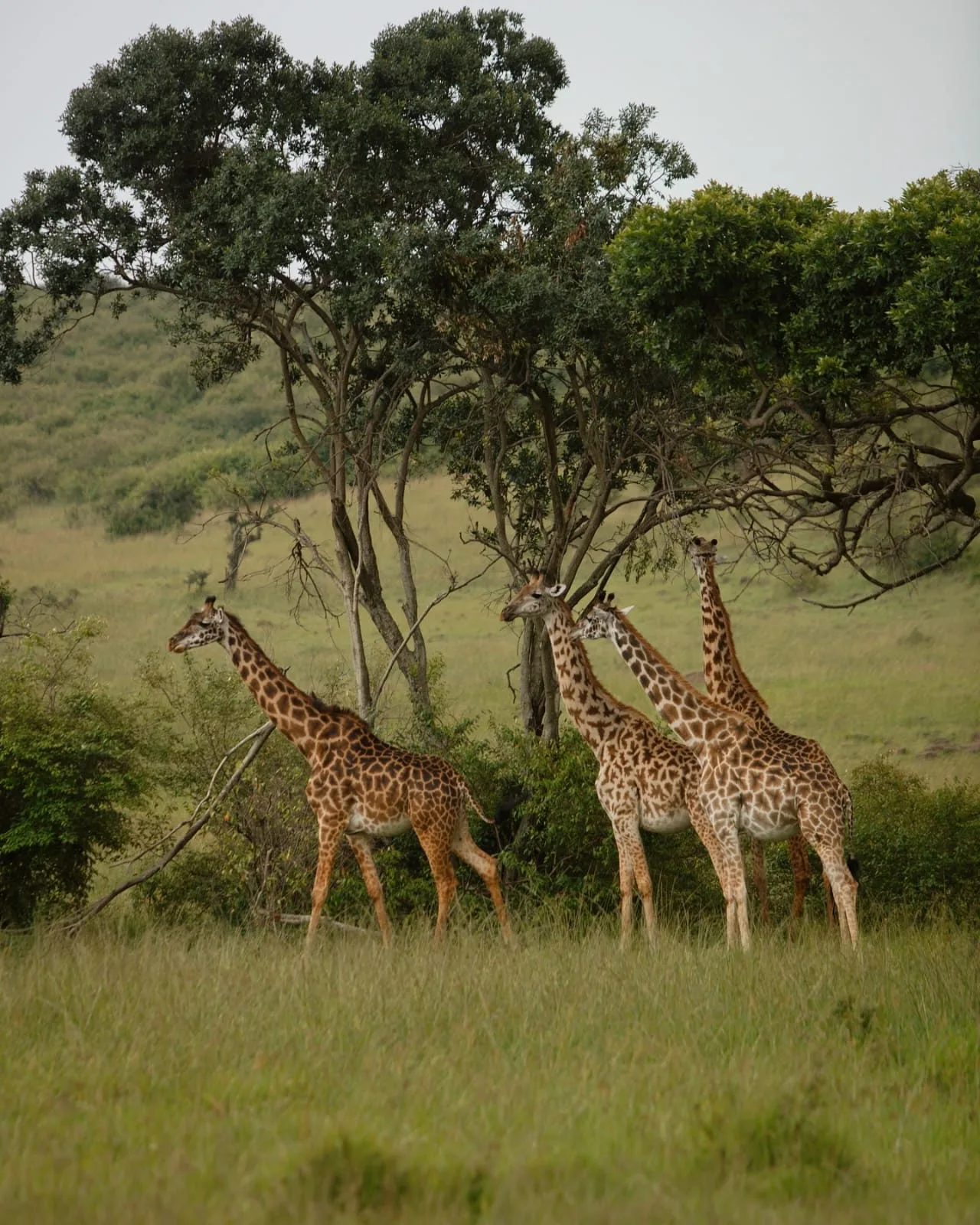 Elephant Pepper Camp, image 1