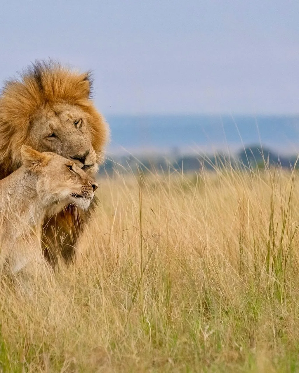 Masai Mara Private Safari safari