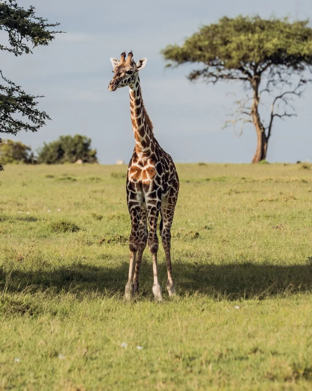overview, The Masai Mara