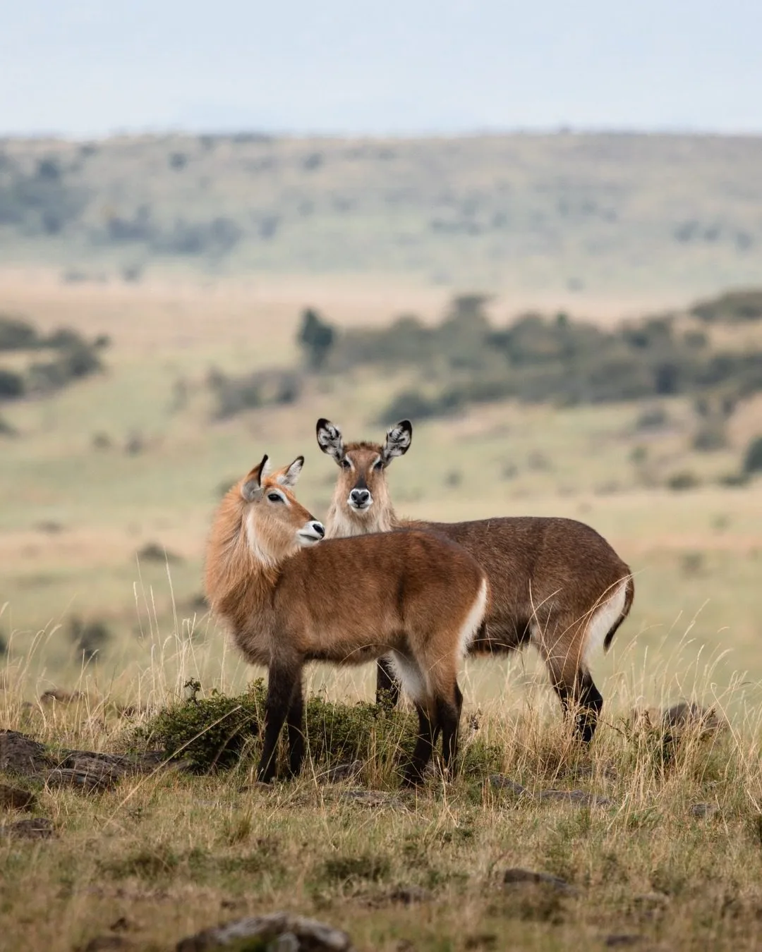 The Masai Mara