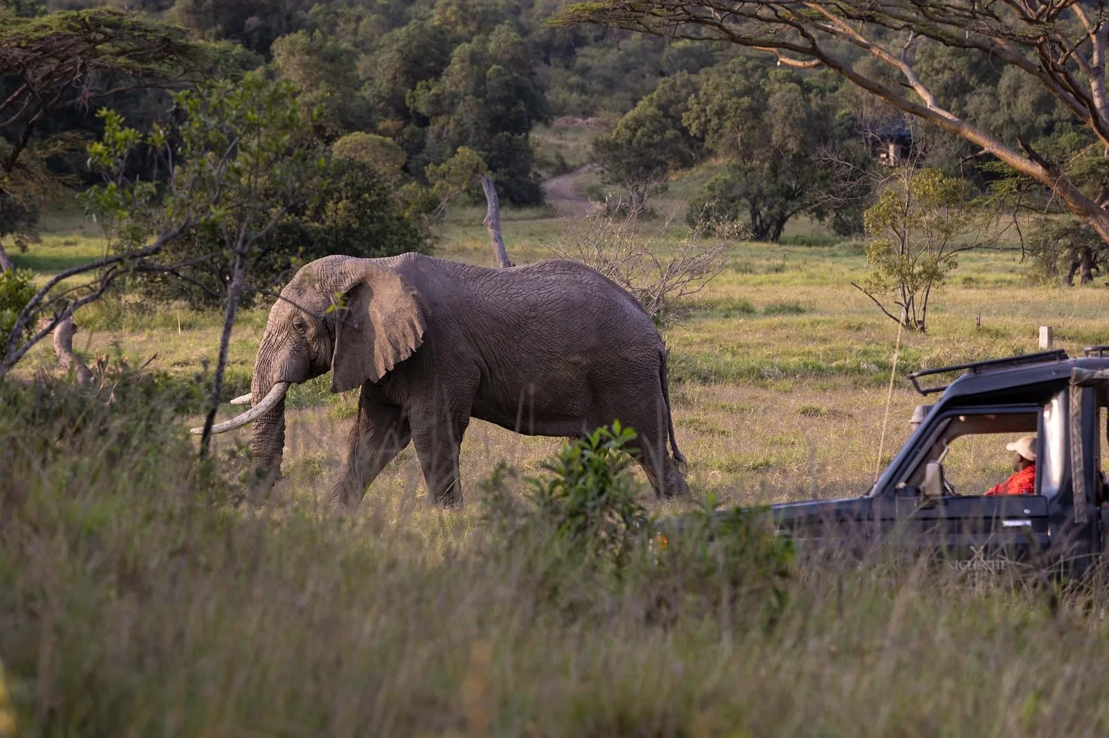 Masai Mara
