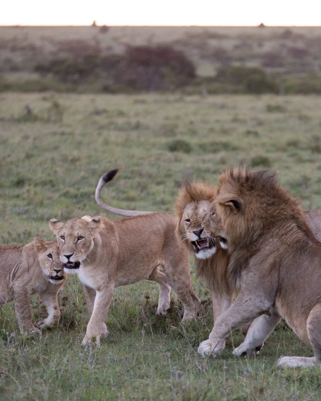 The Masai Mara image 11