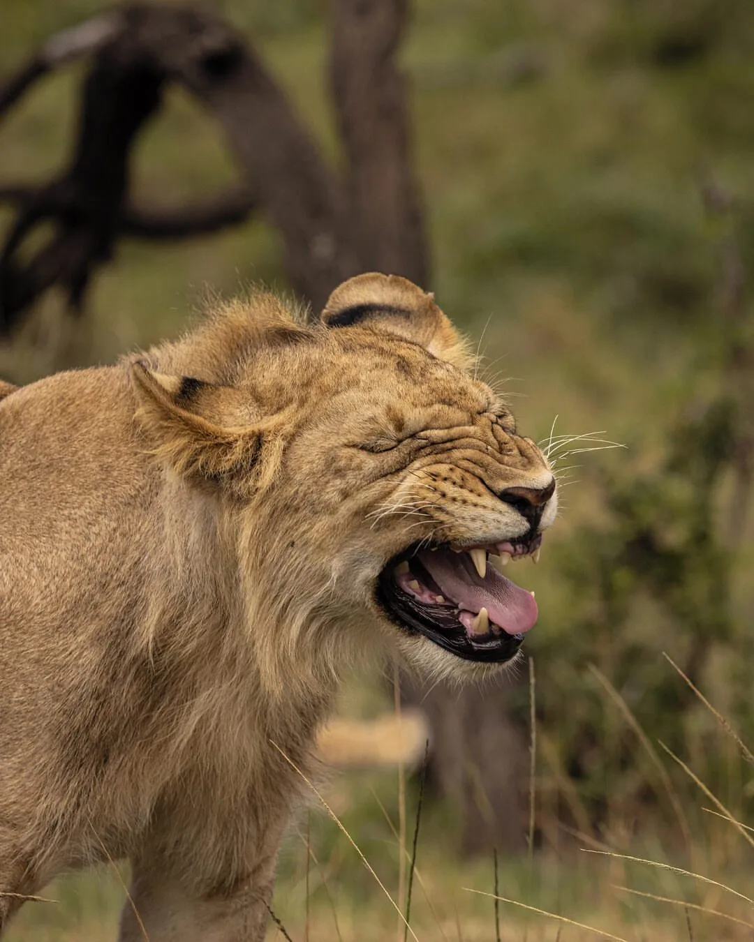 The Masai Mara image 08