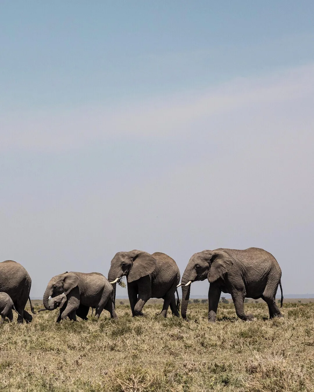 The Masai Mara image 05