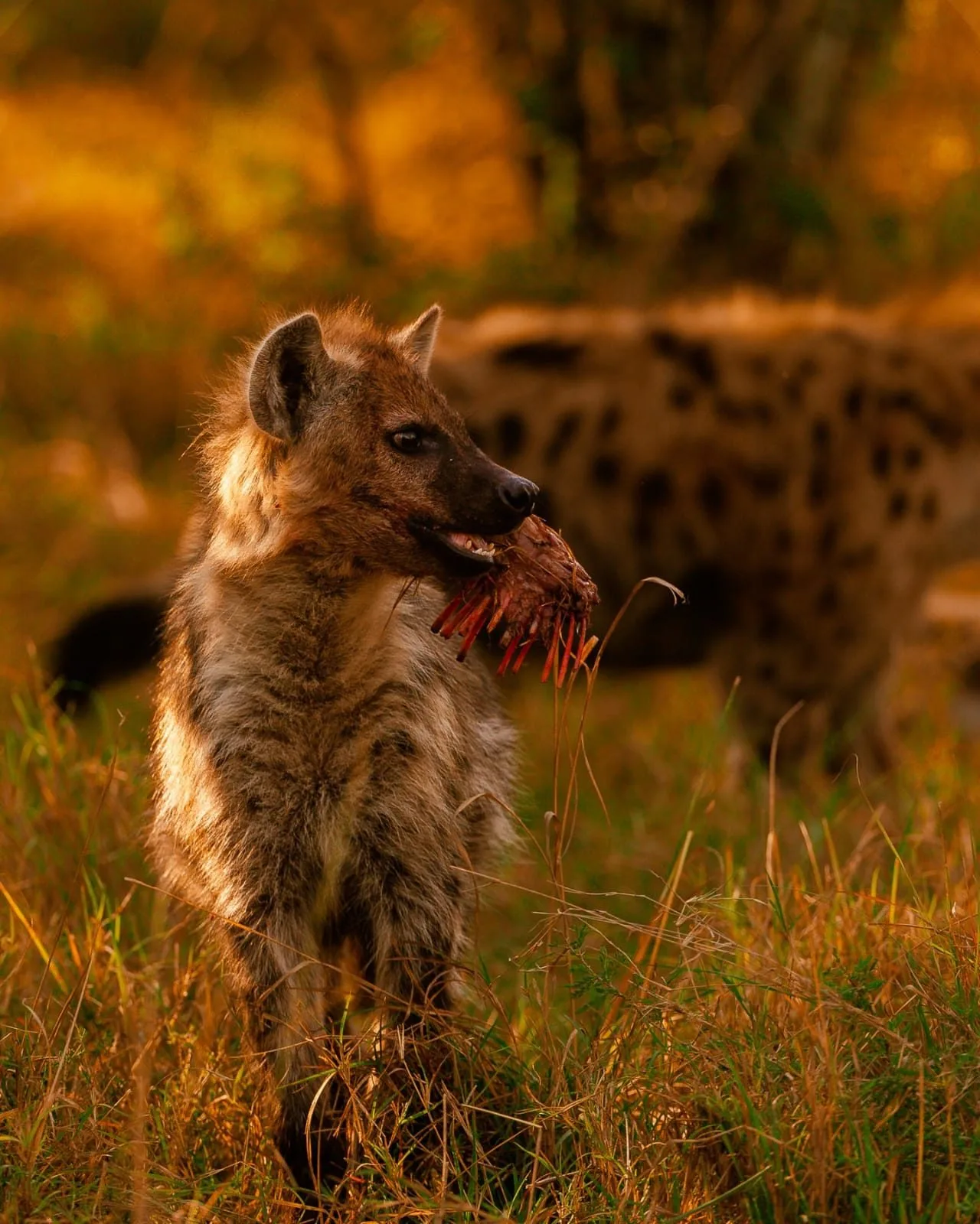 overview, The Masai Mara