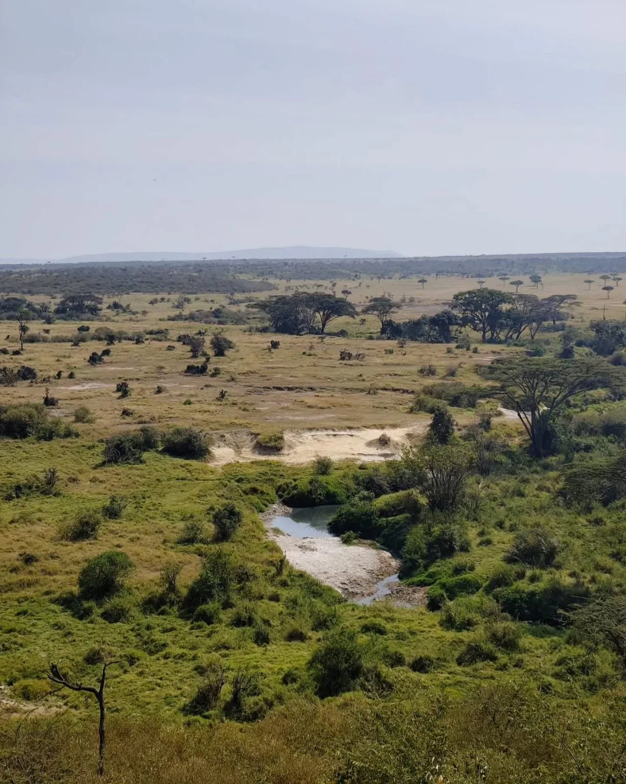 overview, The Masai Mara