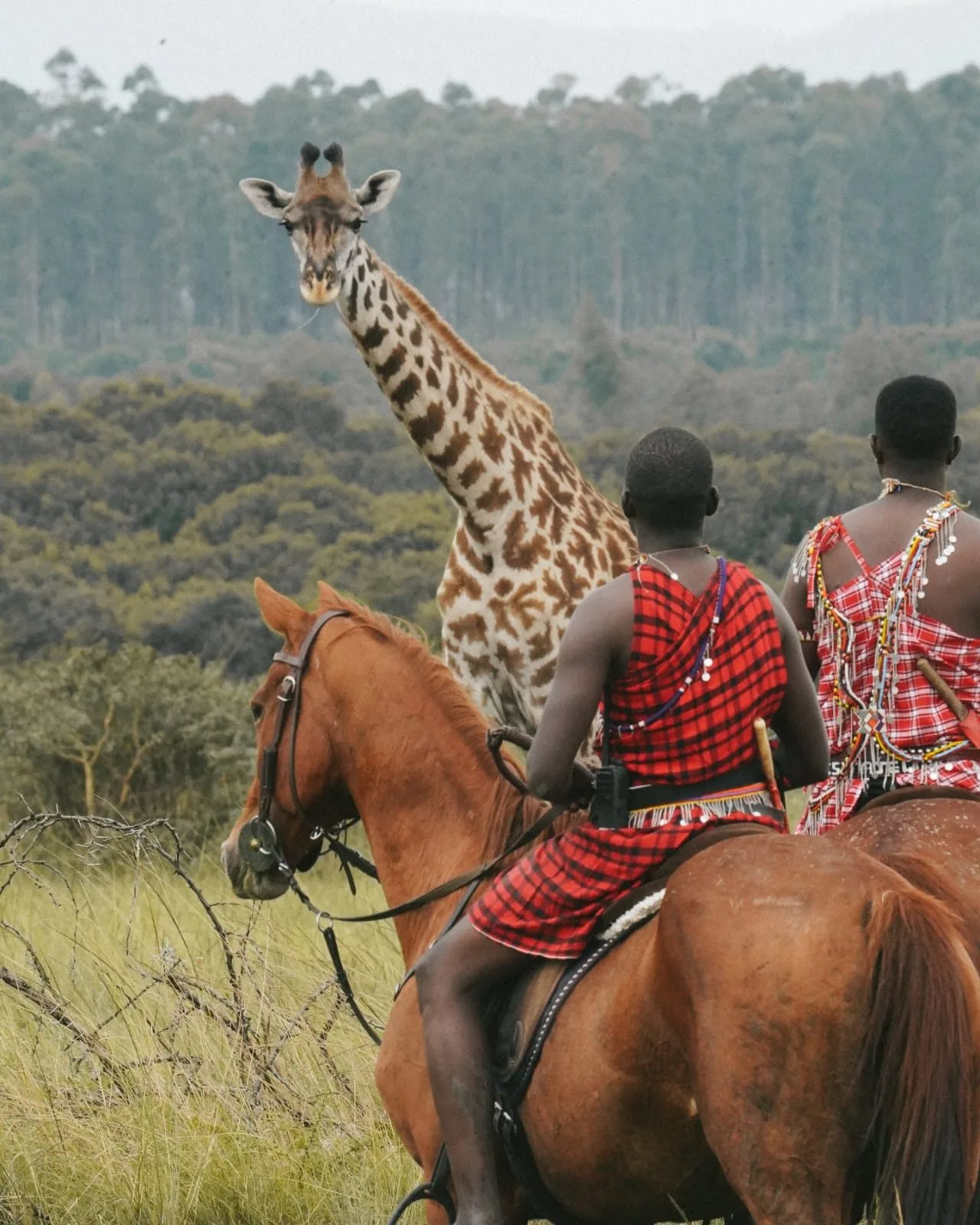 wildlife, Amboseli & Chyulu Hills