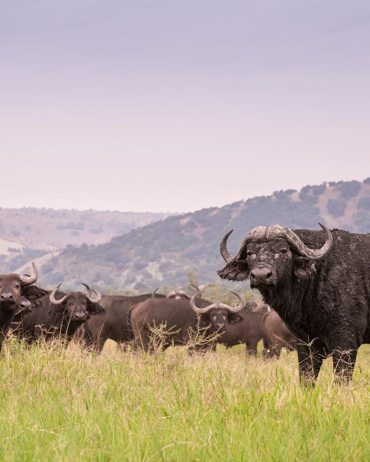 overview, The Masai Mara