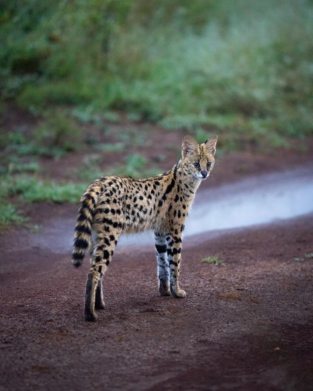 Ololo Safari Lodge & Farm