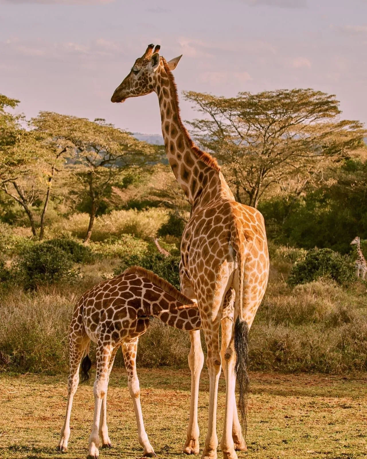 overview, Nairobi