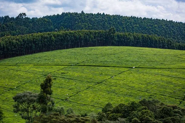 Karunguru Coffee Estate experience - Image 3