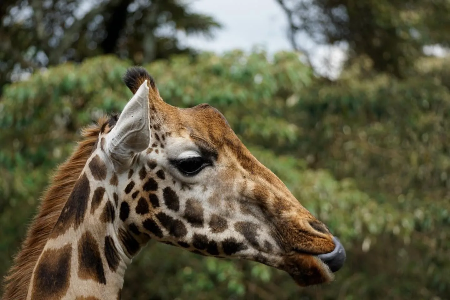Ololo Safari Lodge & Farm - Image 3