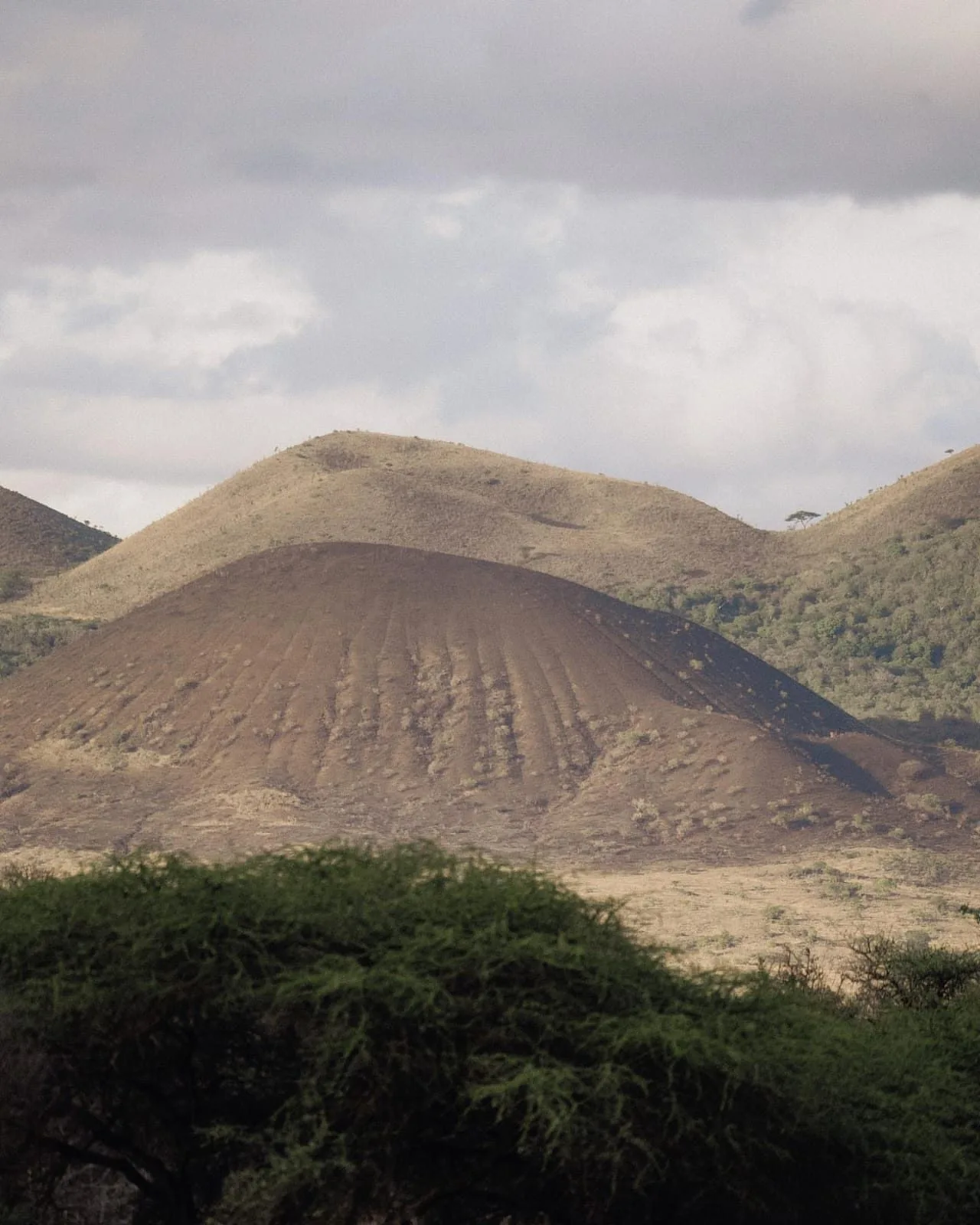 wildlife, Tsavo & Lumo Conservancy