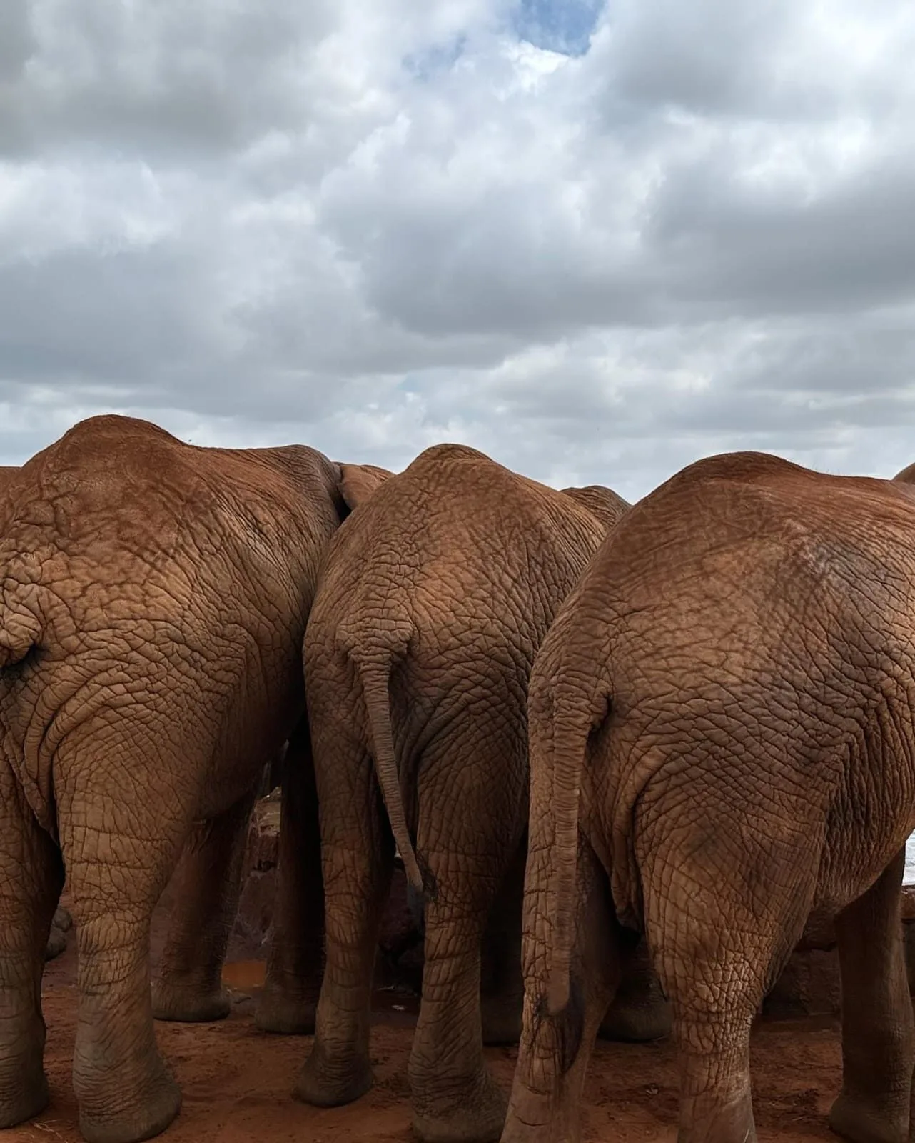 wildlife, Tsavo & Lumo Conservancy