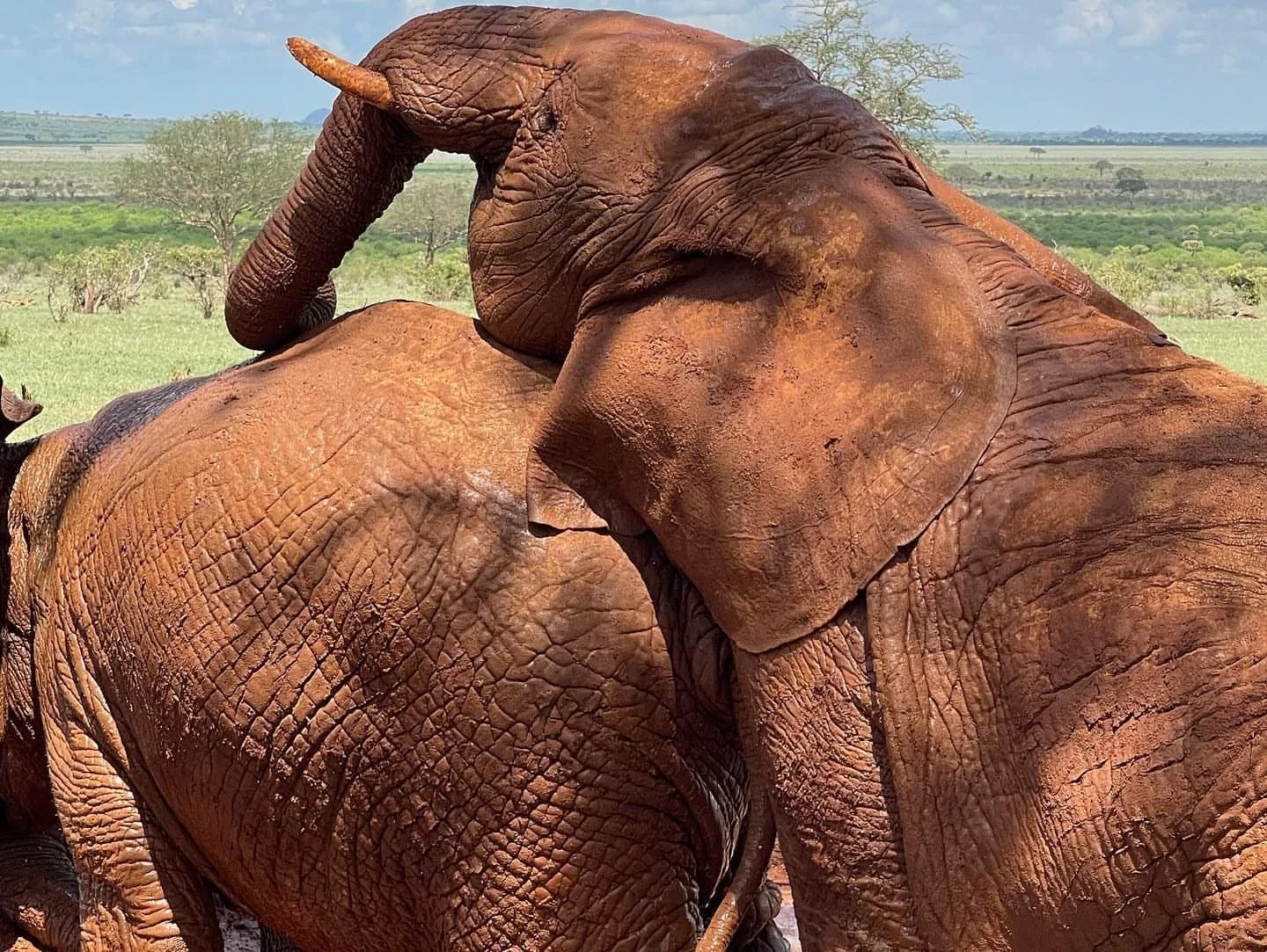 overview, Tsavo & Lumo Conservancy