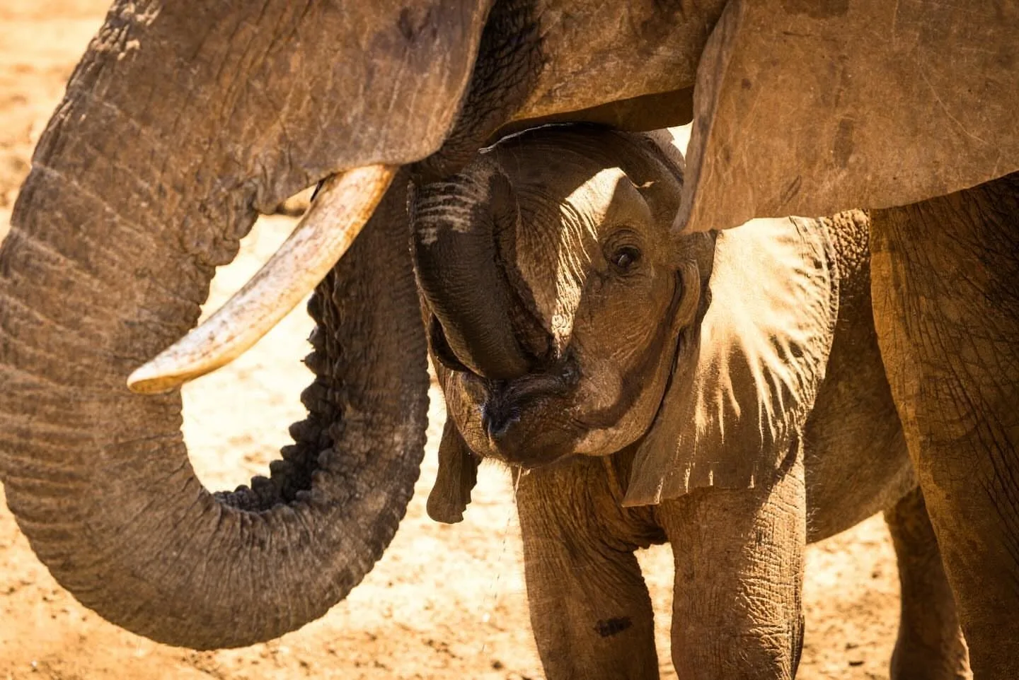 wildlife, Tsavo & Lumo Conservancy