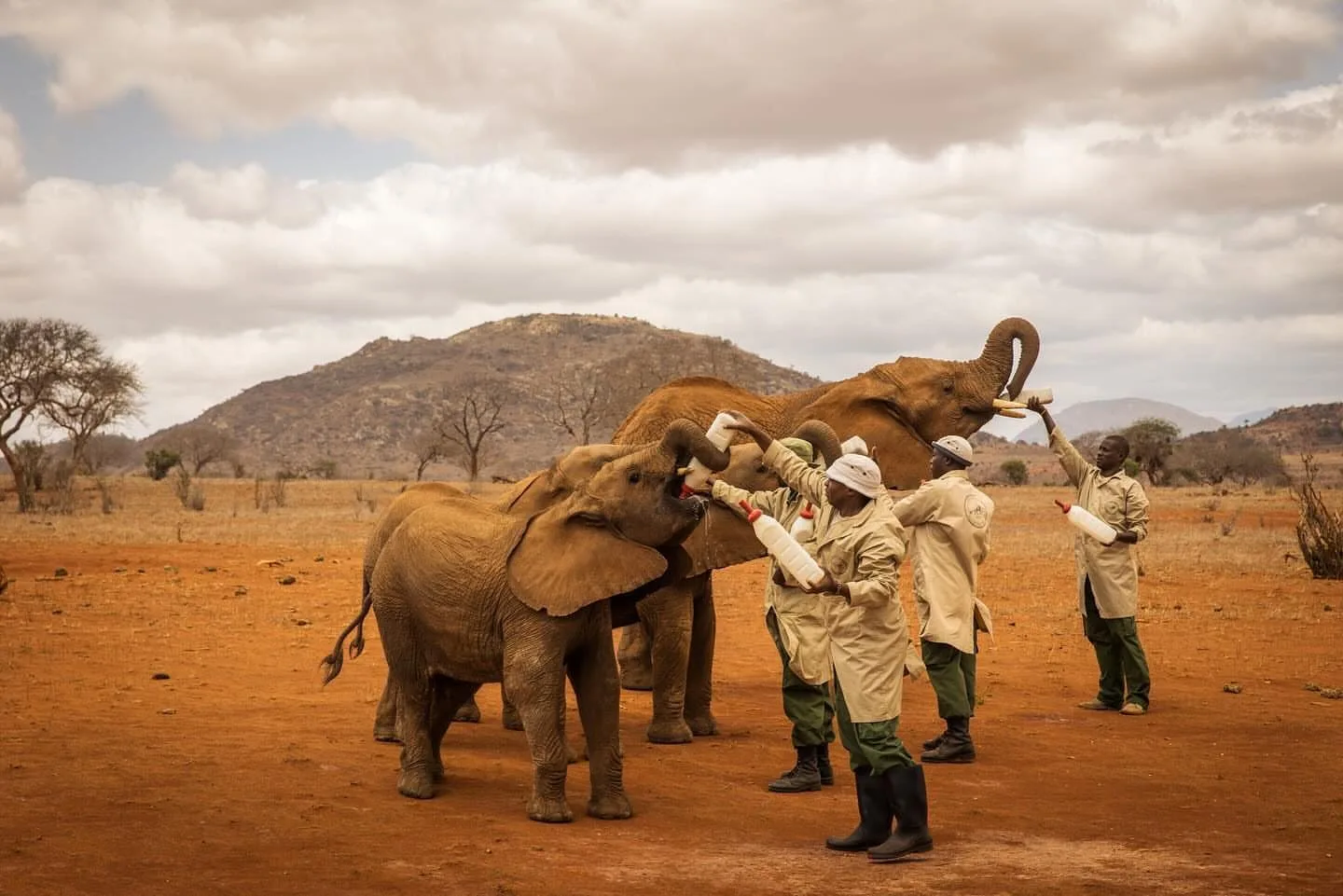 wildlife, Tsavo & Lumo Conservancy