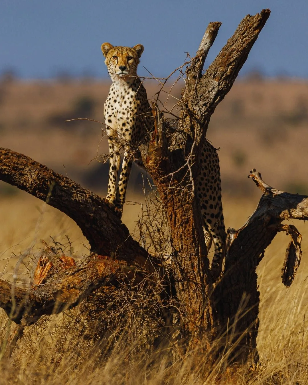 overview, Tsavo & Lumo Conservancy