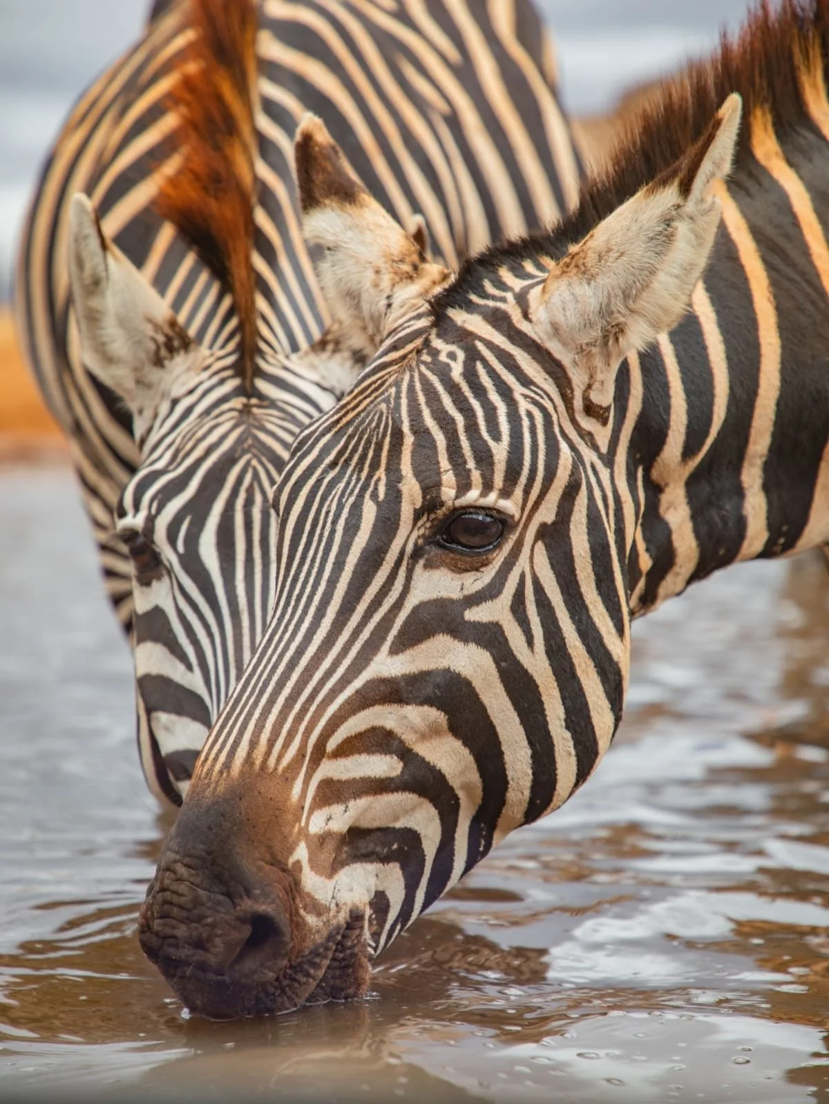 wildlife, Tsavo & Lumo Conservancy