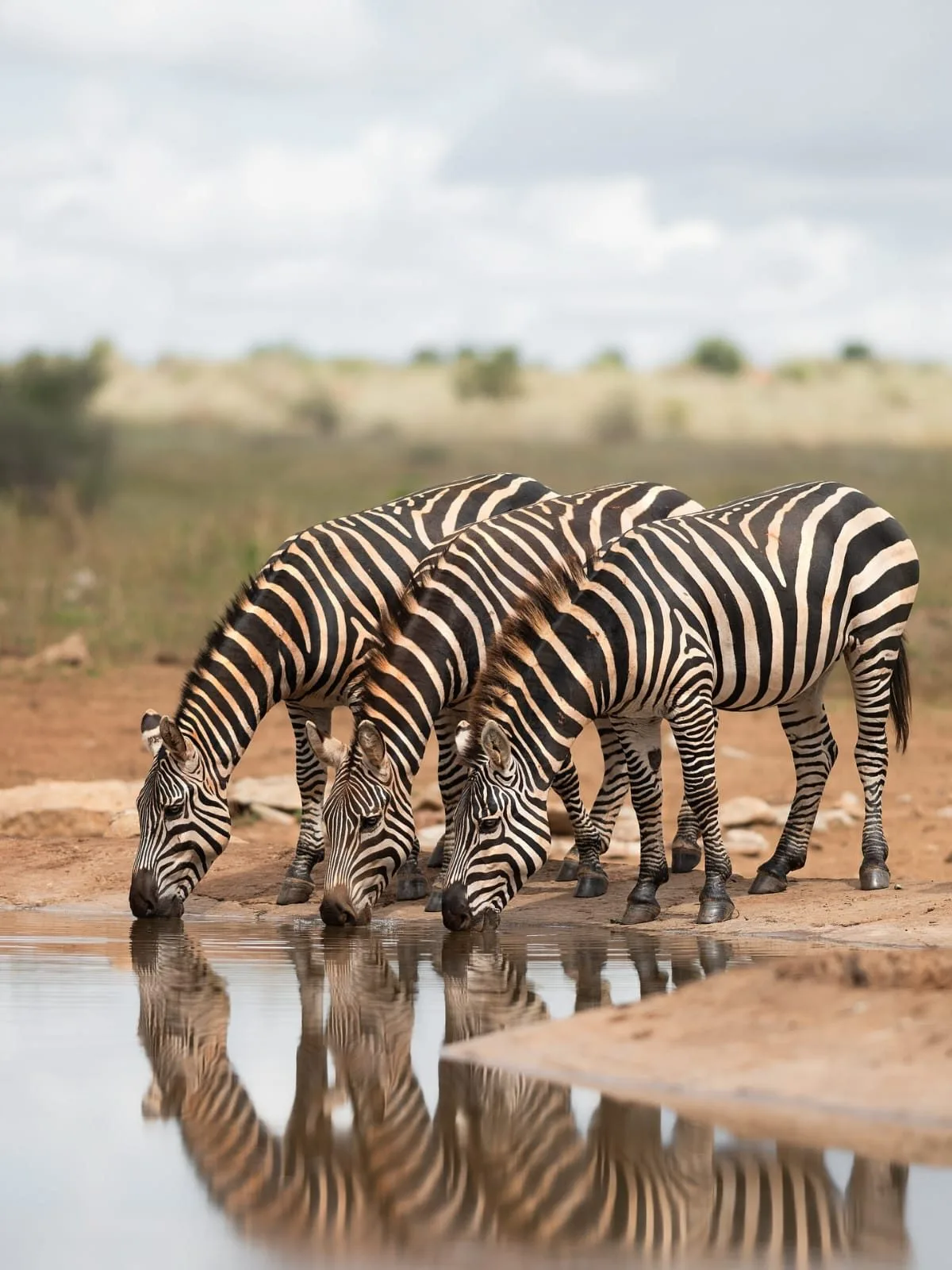 wildlife, Tsavo & Lumo Conservancy