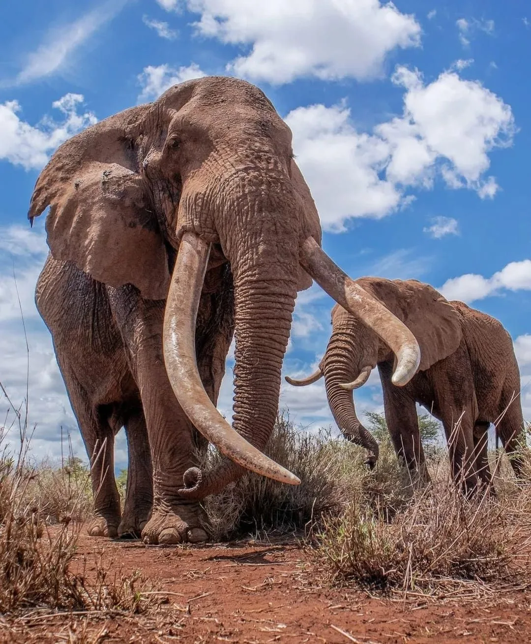 overview, Tsavo & Lumo Conservancy