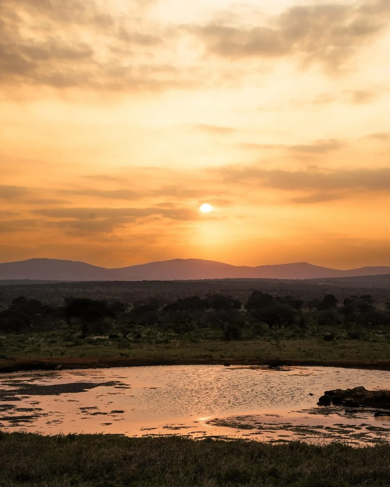 wildlife, Tsavo & Lumo Conservancy