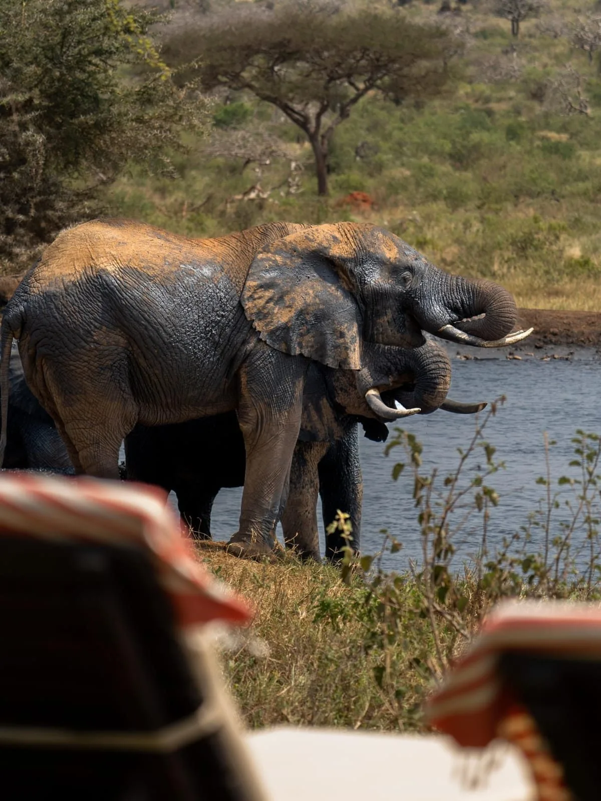 Tsavo & Lumo Conservancy image 08