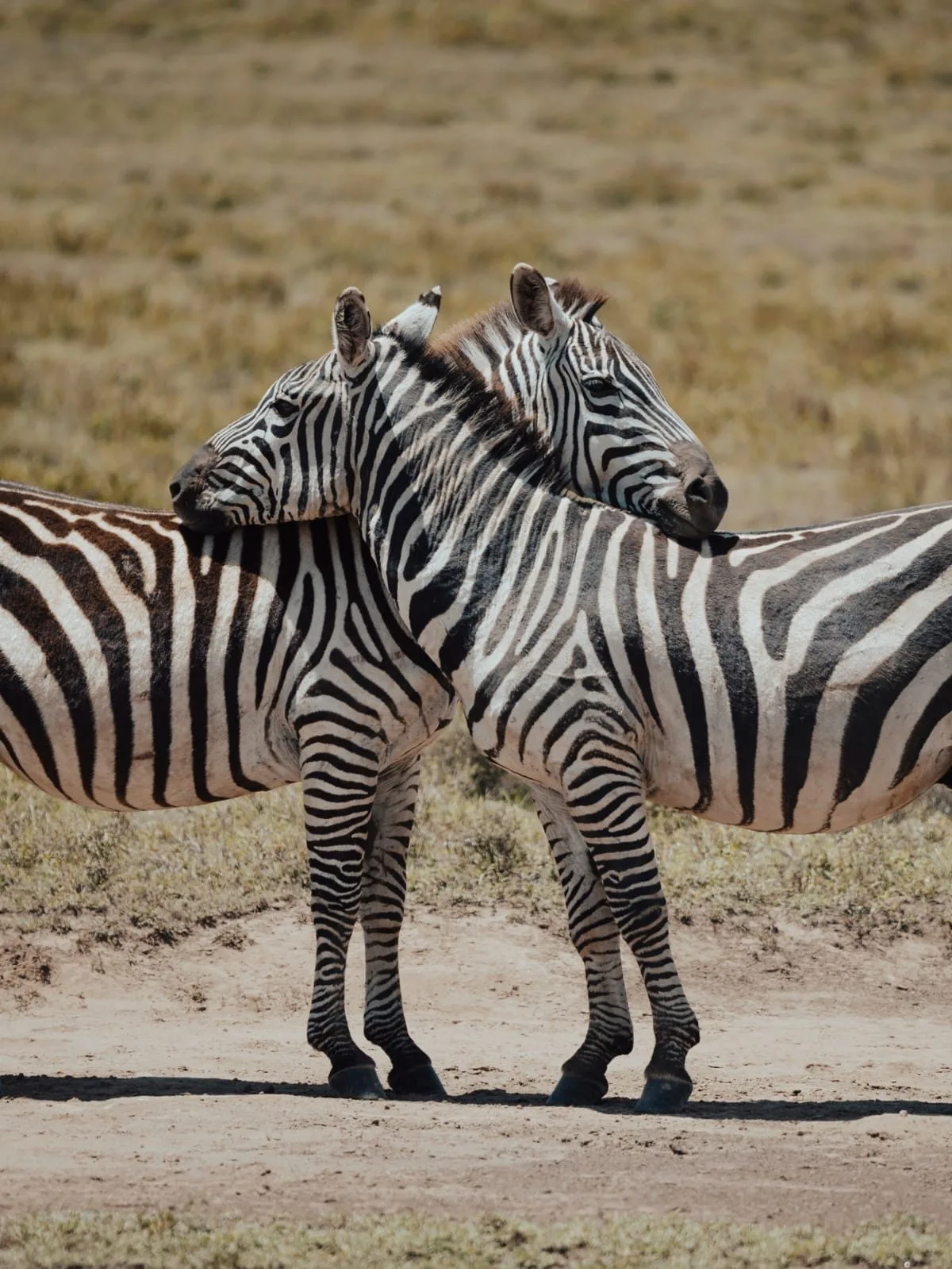 Mbweha Safari Camp