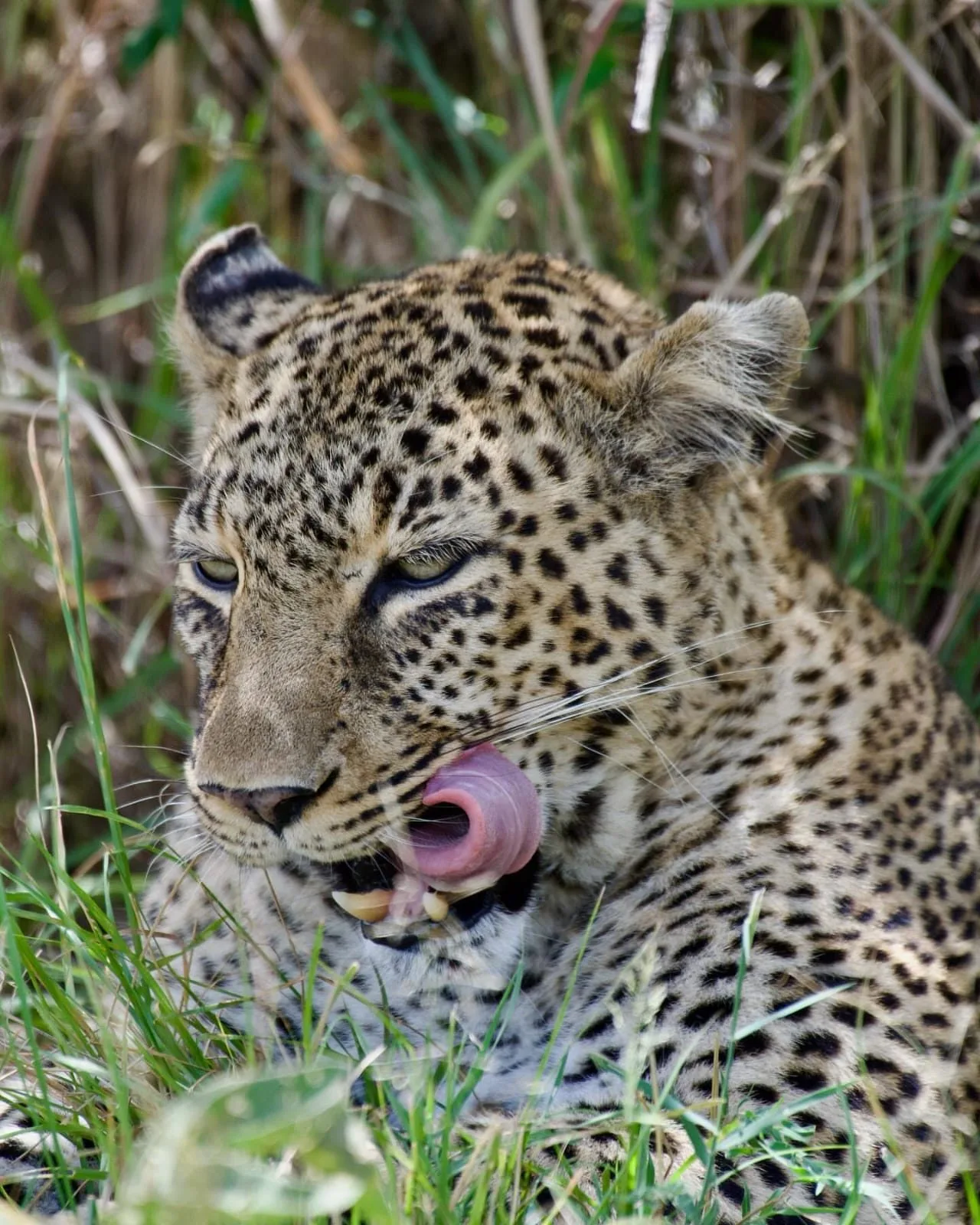 Guided Bush Walks and Luga Walks
