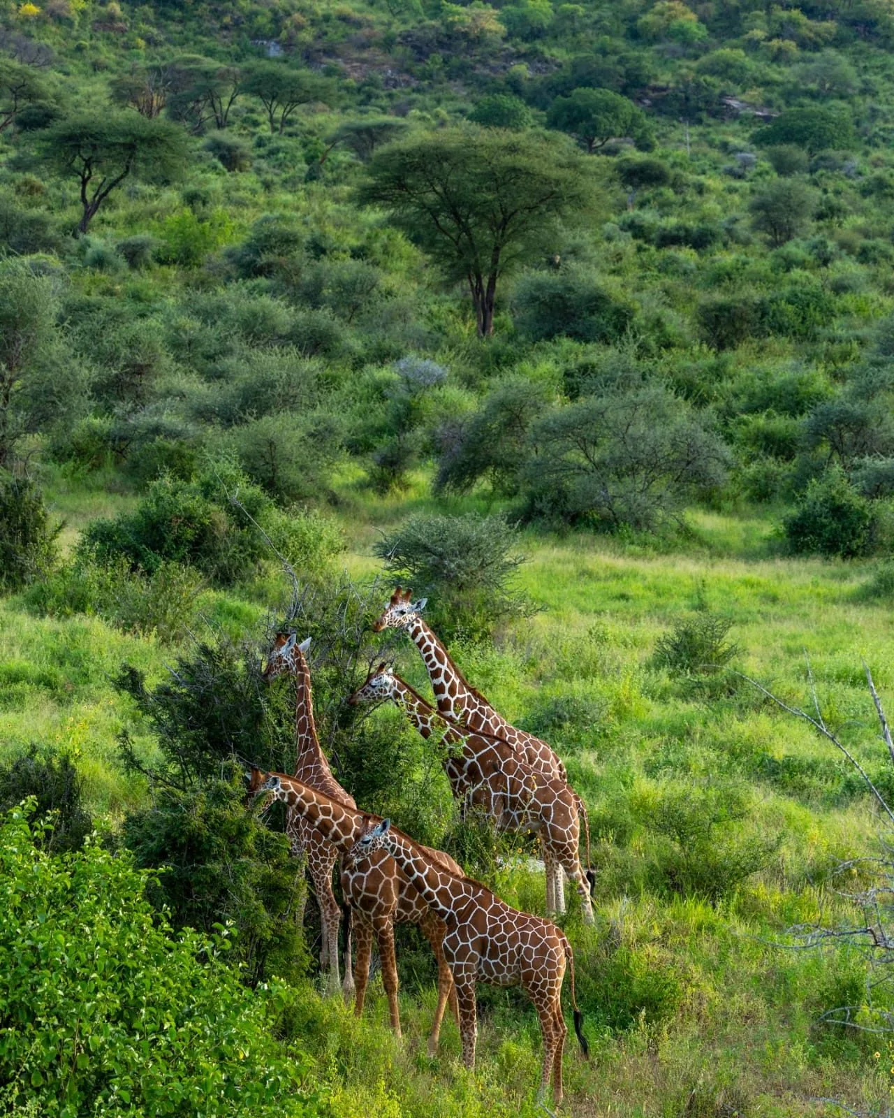 overview, Northern Kenya & Samburu