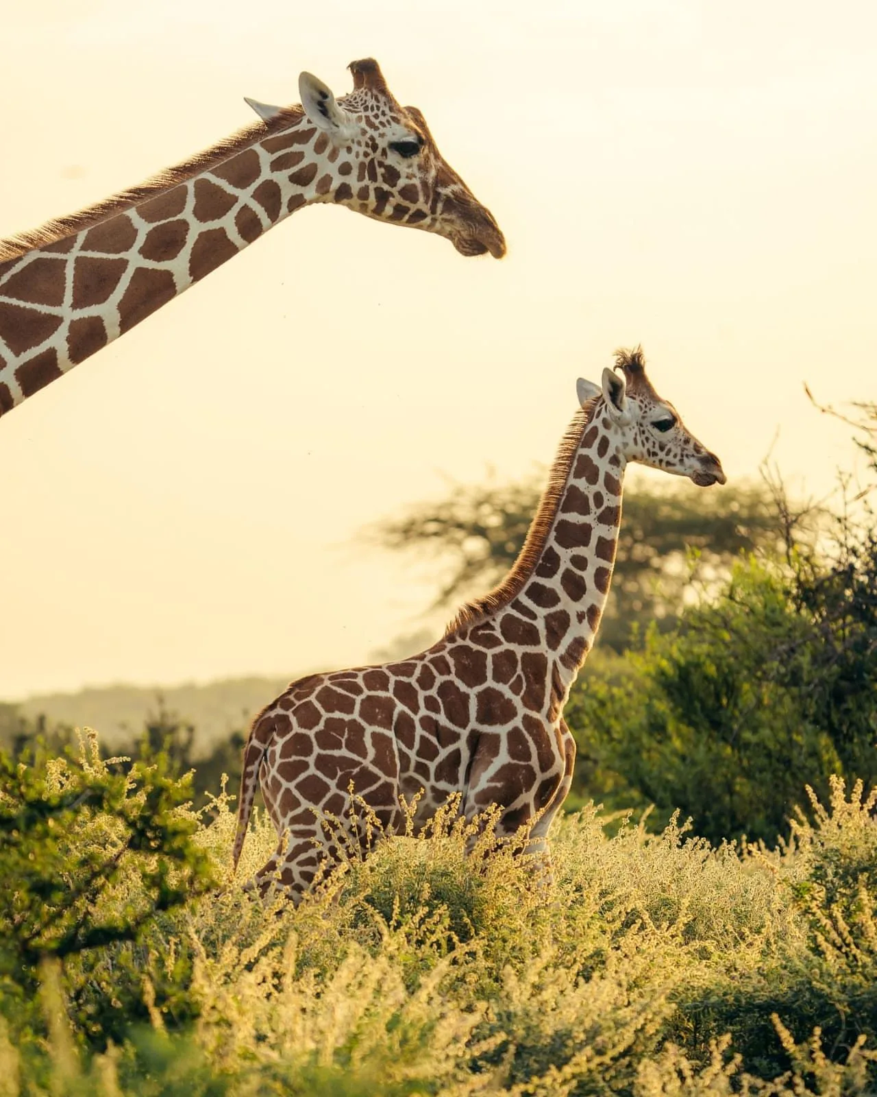 wildlife, Meru